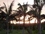 石垣島の八重山椰子と夕日